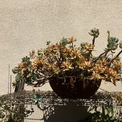 Mixed Succulents 