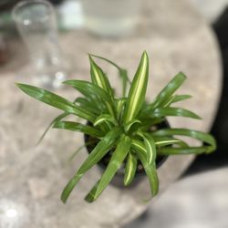 Hawaiian Spider Plant 