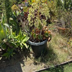 Big! And Blooming Pot Of Succulent Plants
