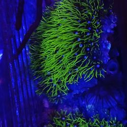 Ornamental Corals For Sale In Lake Worth Beach F.L. 