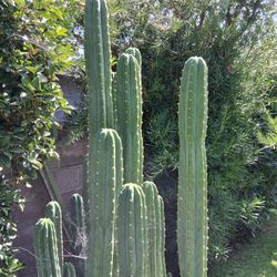 San Pedro Cactus