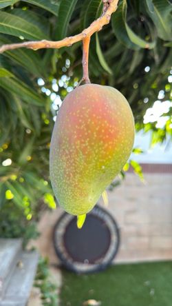 Thai mango crunchy