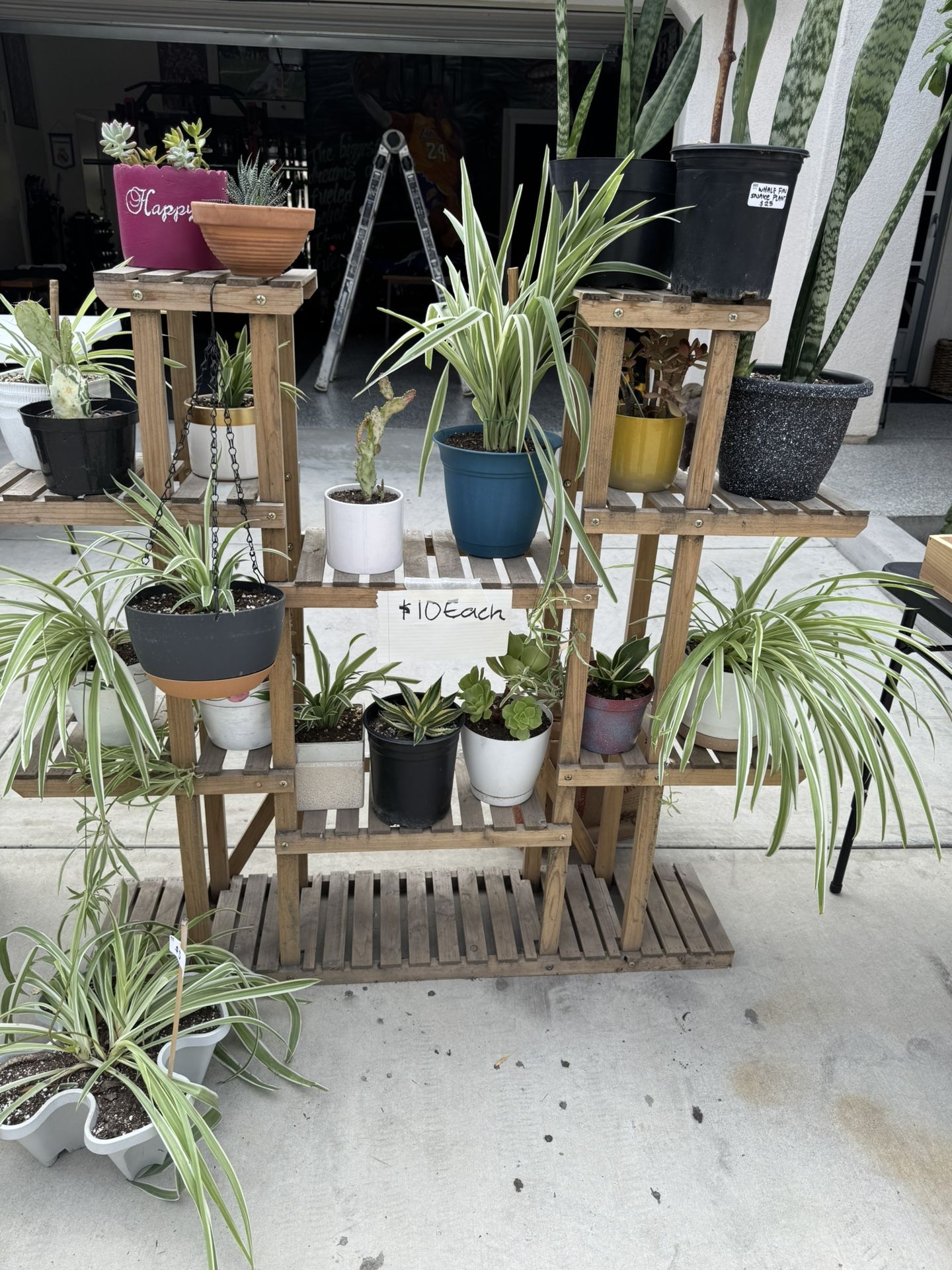 Plants For Sale $10