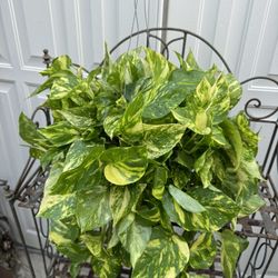 POTHOS PATRICIO