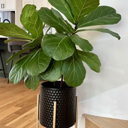 Pending- House Plants-fiddle Leave -fig Plant
