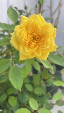 Yellow Roses