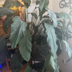 Huge Peace Lily Indoor House Plant