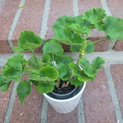Geranium Plant with Beautiful Ceramic Pot