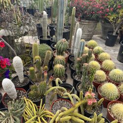 Wide Variety Of Cactus And Succulents Plants 
