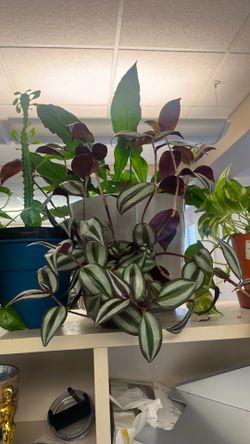 Free plants