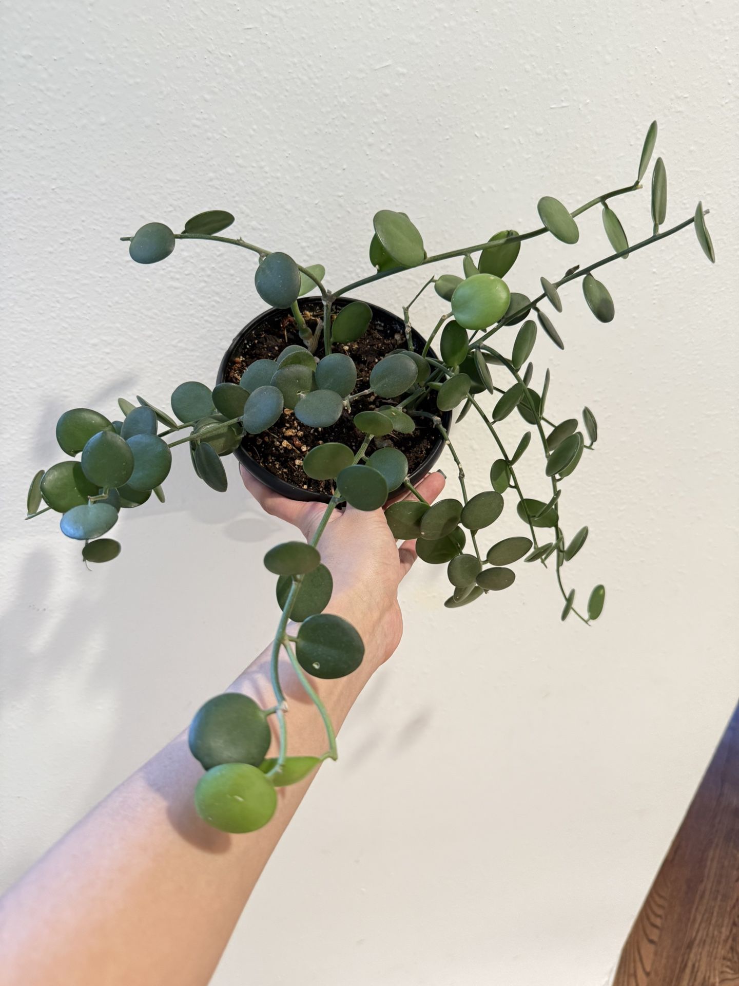 Houseplant Succulents Sliver Coin 5”