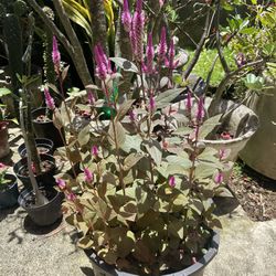 Celosia Plant
