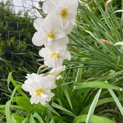Outdoor Flowers - NARCISSUS 