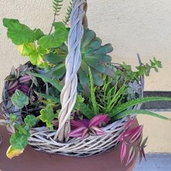 Succulents Basket