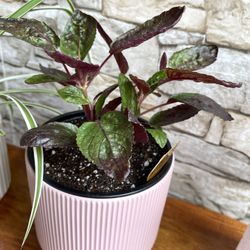 Waffle Plant (Hemigraphis Alternata) Has Beautiful Foliage In Ceramic Pot 5"H. 