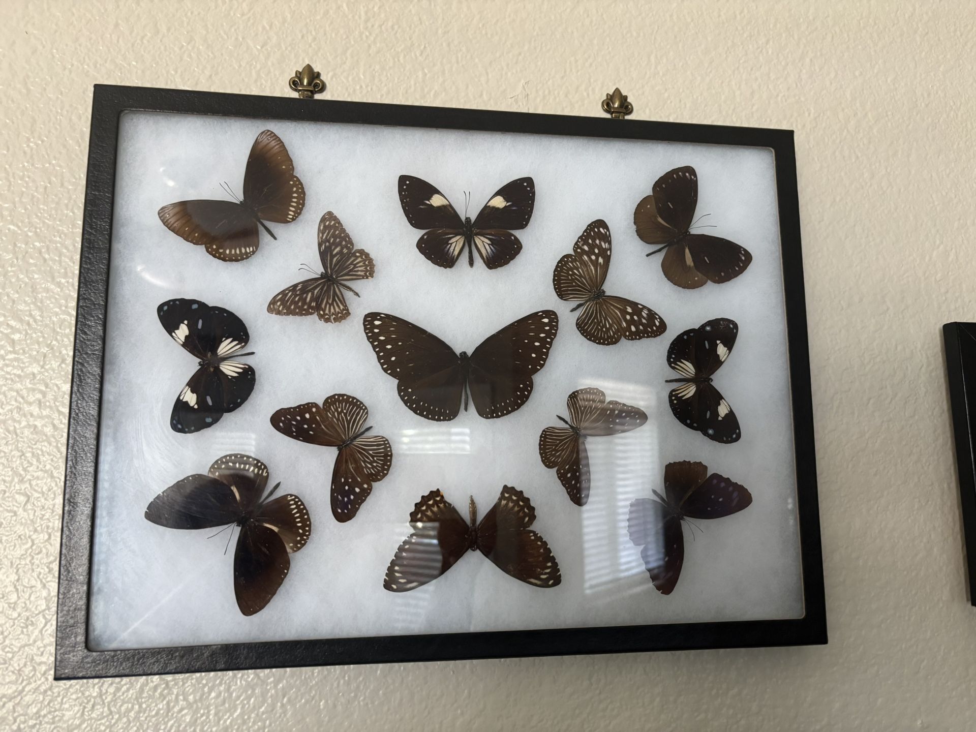 Butterfly Taxidermy Framed Art