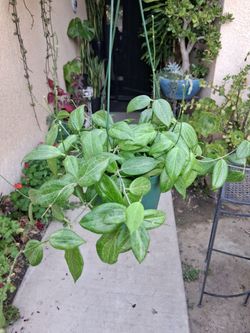Hoya FITCHII Plant $35