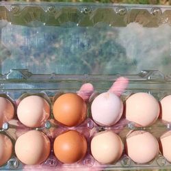 Fresh Free Range Brown Chicken Eggs