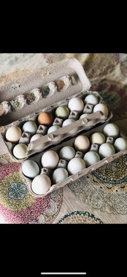 Fertilized Chicken Eggs for Hatching Chicks 🐣