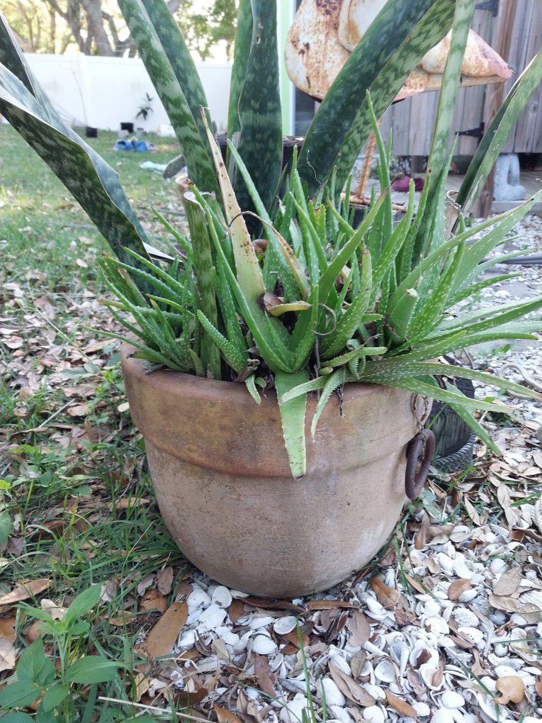 2 Plants In One Pot