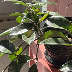 Hoya Plant In Ceramic Pot