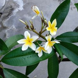 Yellow With White Plumerias $10 Dollars For The Small Ones $15 Dollars For The Bigger Ones And The Ones With 3 Colors Are $20 Each Firm On Price Good