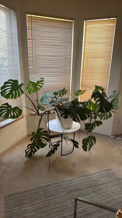 Monstera