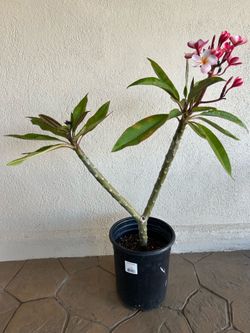 Plumeria Plant