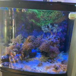 Biocube Reef Tank 32 Gallons