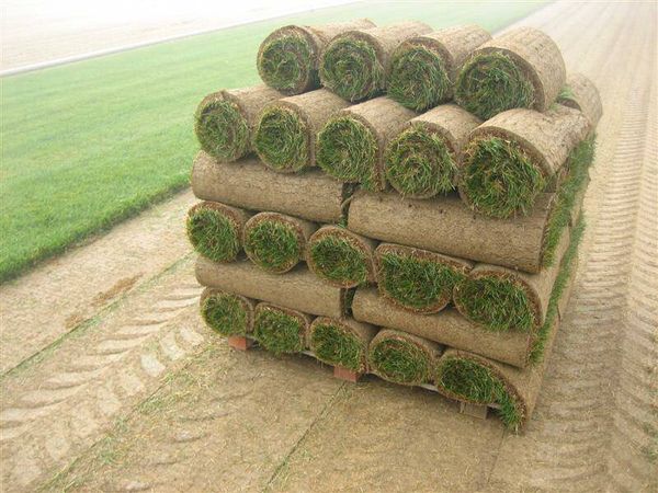 Sod ( Bermuda) (Fescue) for Sale in El Paso, TX - OfferUp