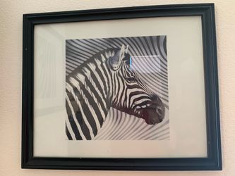 Zebra pictures