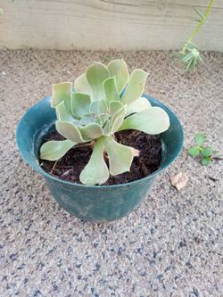 Planta Suculenta 