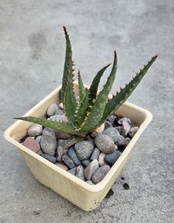 ALOE CORAL FIRE 🔥 SUCCULENT