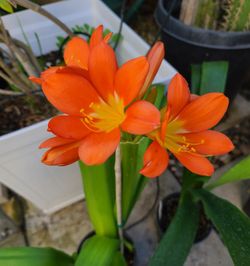 Clivia Plant 