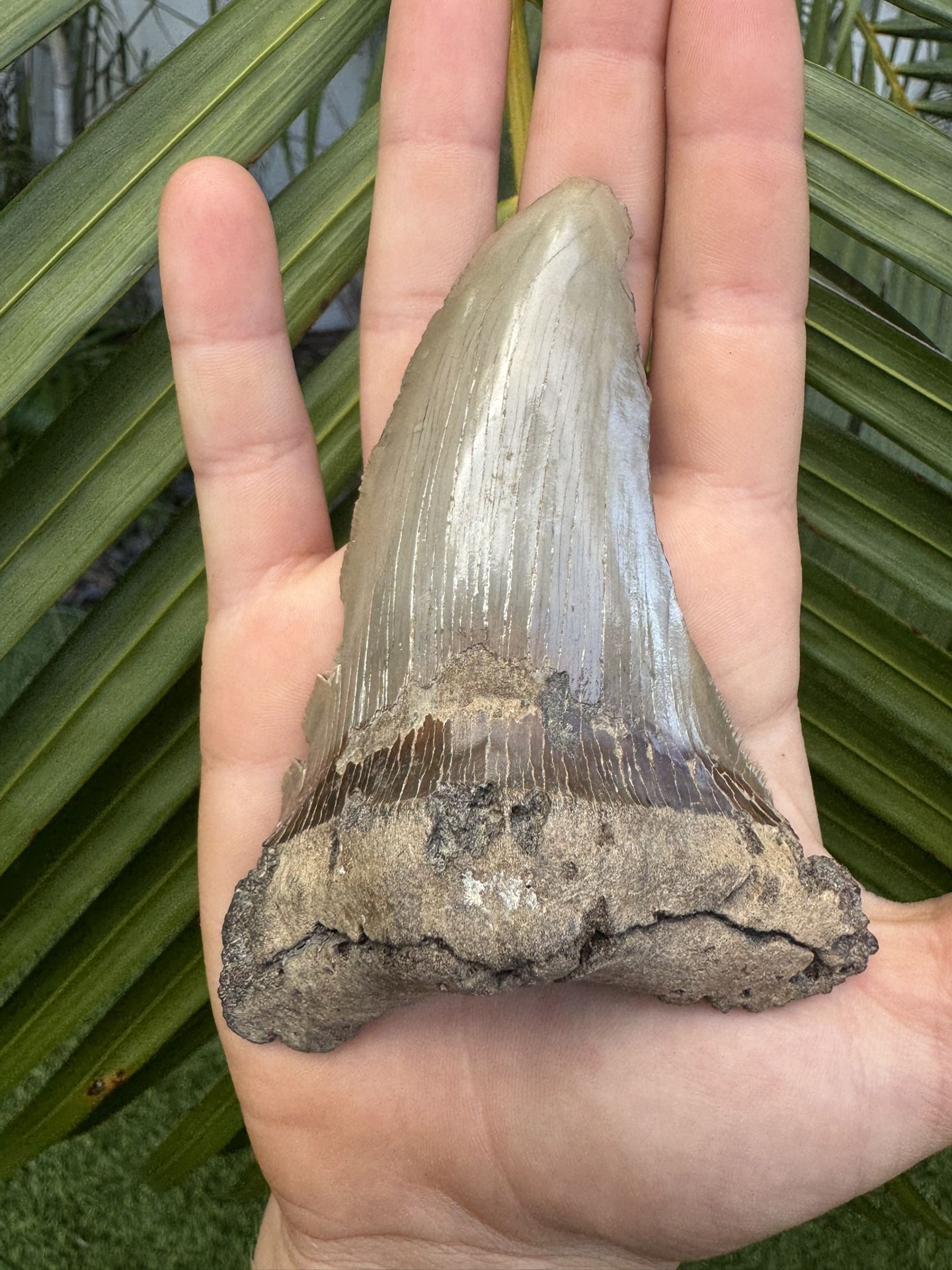 Massive 4.31” Angustidens Fossil Shark Tooth – Prehistoric Megalodon Ancestor – SC Discovery