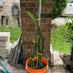 Dragon Fruits Plants 