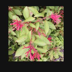 Native Fire Bush For Butterflies Hummingbirds Landscape Plant