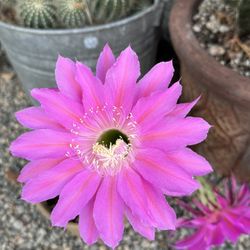 Pink Flower Cactus 