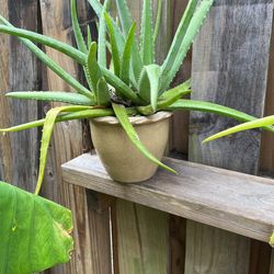 Aloe Vera Plant 