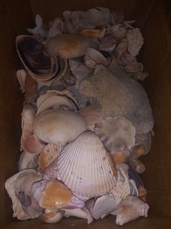 Assorted seashells for arts & crafts. Aprox. 14 lbs