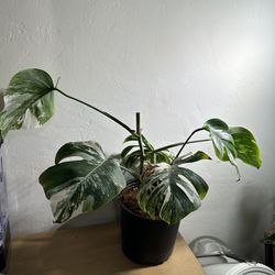Monstera Albo - Uncommon Plant - Rare Plant