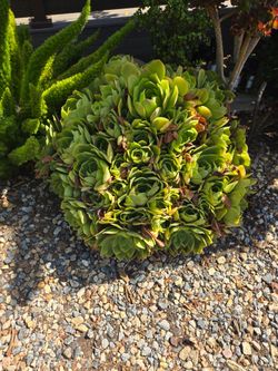 3 aeoniums heads ready to go