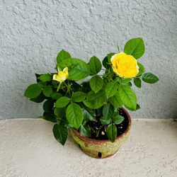 Mini Rose Plant 