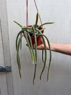 6” xl rat tail cactus