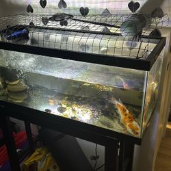 20 Gallon Fish Tank With Everything 