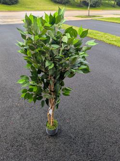 Large Artificial Ficus Tree in Black Pot