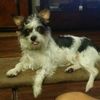 Zena