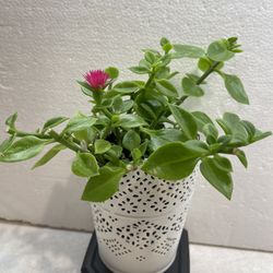 Ice Plant Baby Sun Rose In Cute 4.5"H Pot.