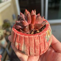 Succulents