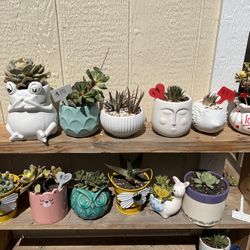 Many Succulent Planters